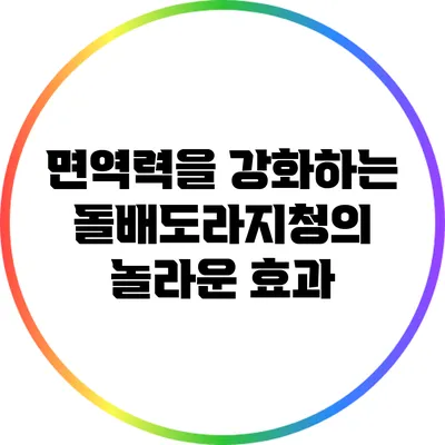 면역력을 강화하는 돌배도라지청의 놀라운 효과