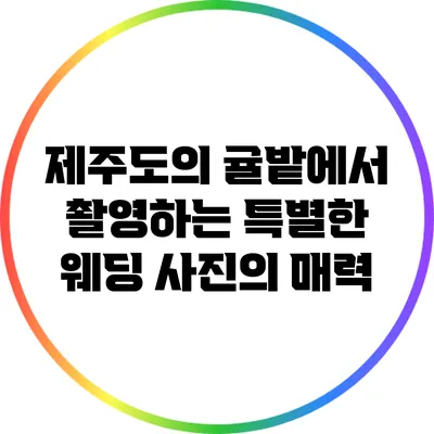 제주도의 귤밭에서 촬영하는 특별한 웨딩 사진의 매력